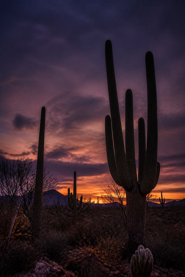 Desert Night